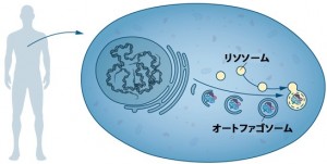 Press Release - The Nobel Prize in Physiology or Medicine 2016